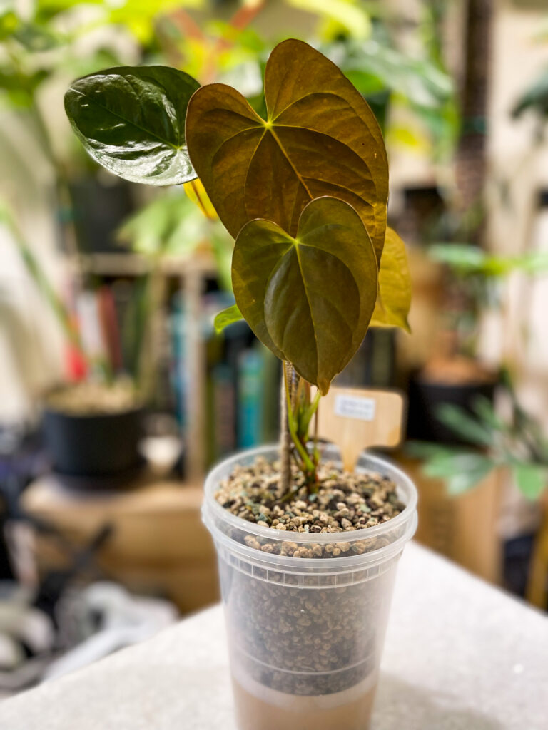 Anthurium Moodeanum