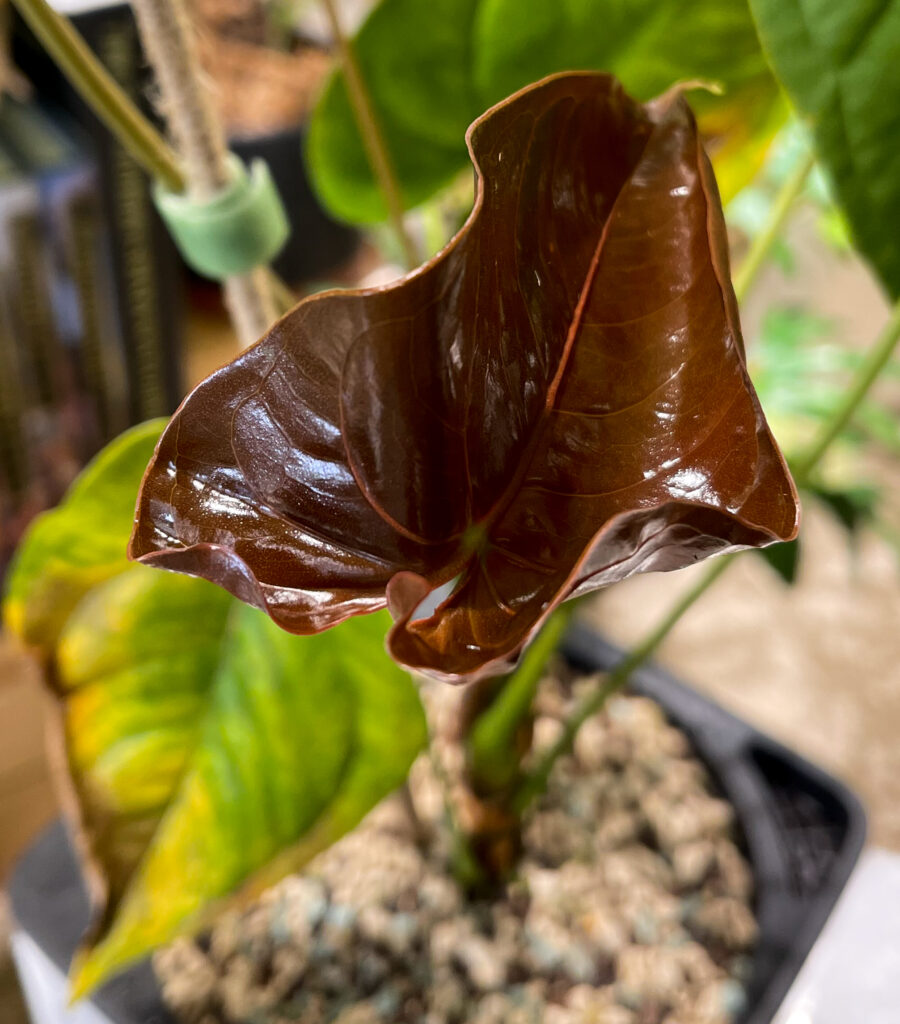 Anthurium Moodeanum