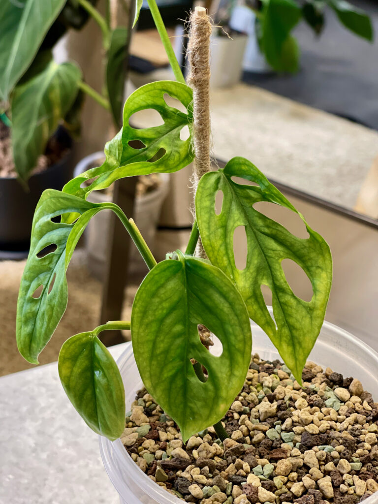 Monstera Adansonii Variegata