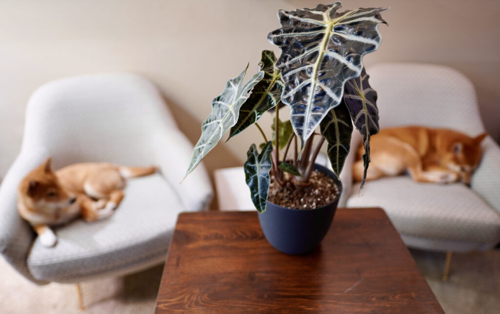 Alocasia Polly