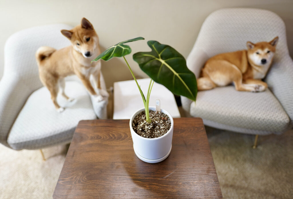 Alocasia Frydek