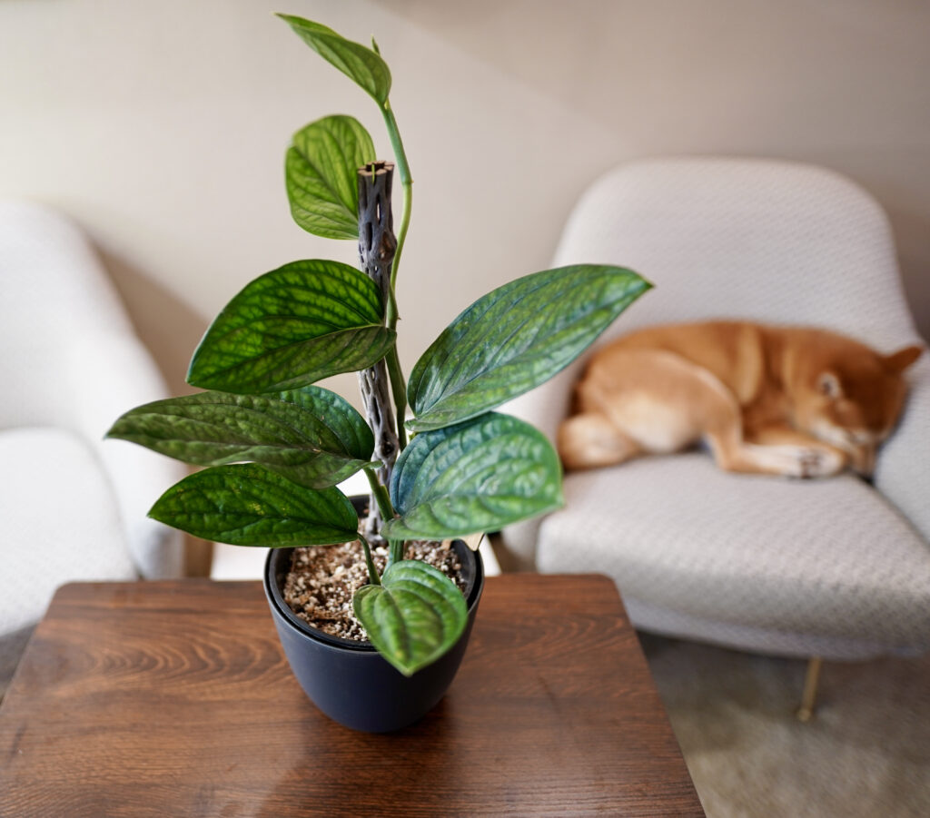Monstera Karstenianum 'Peru'
