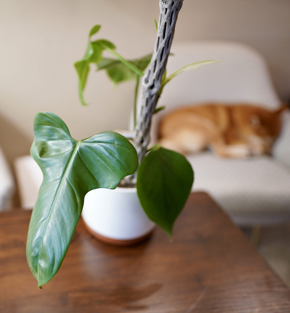 Monstera Bipennifolium