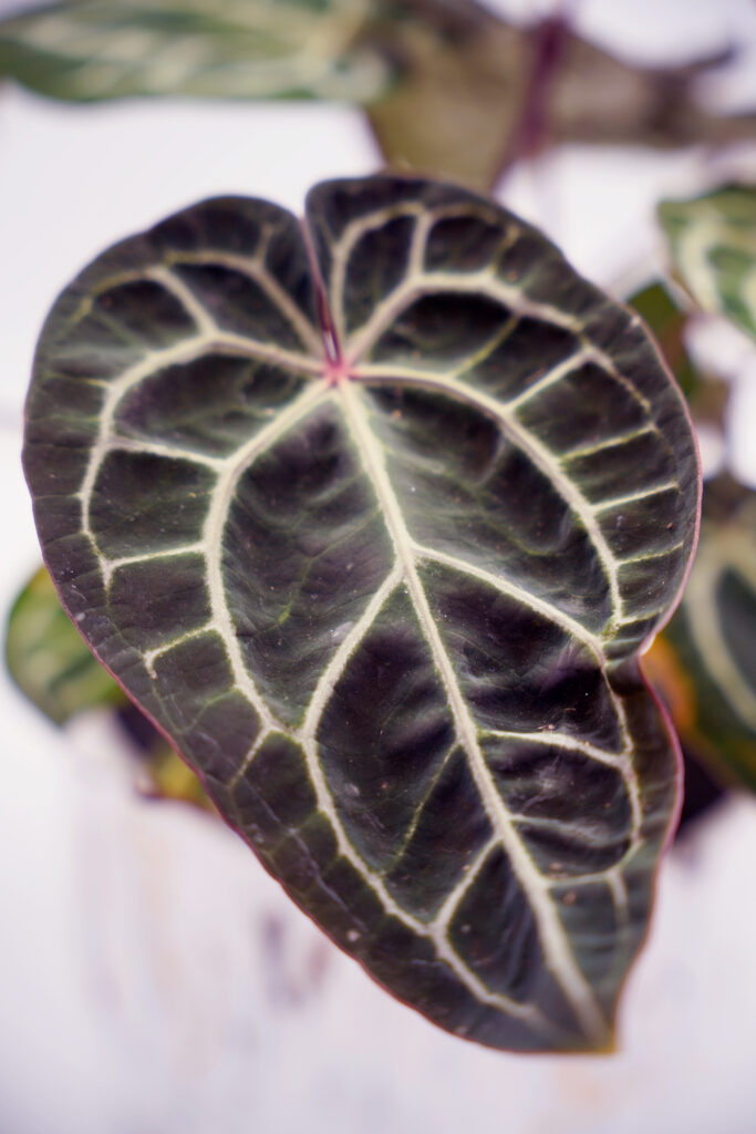 F2 Red Crystallinum