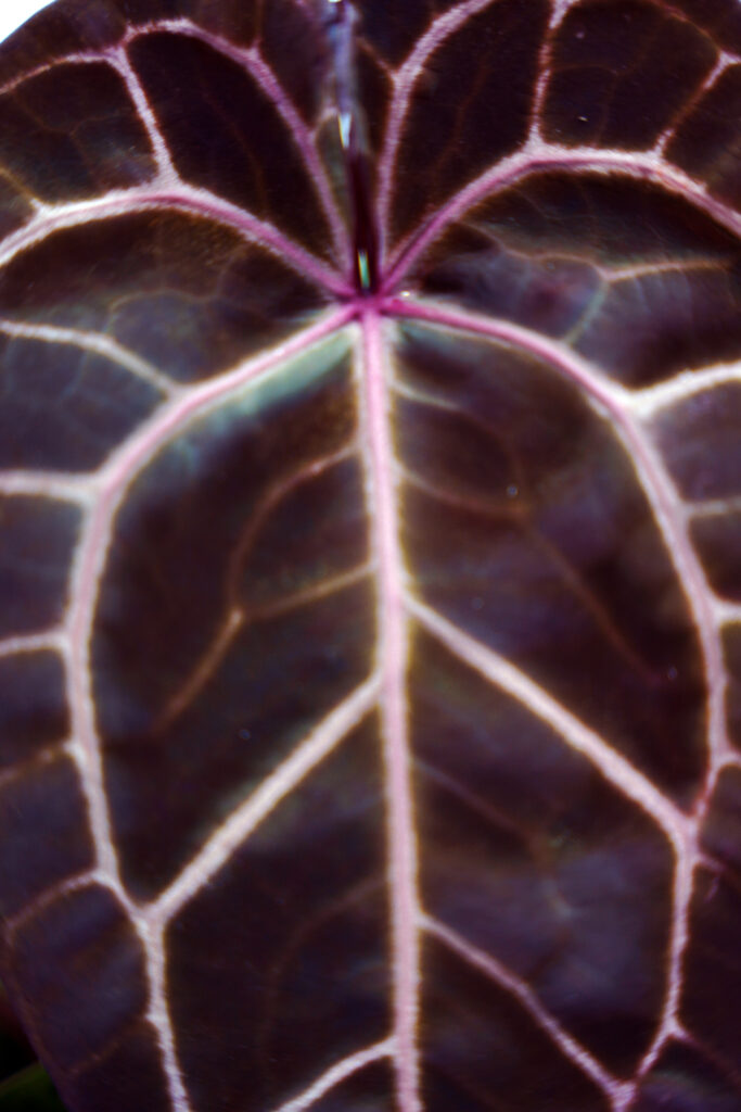 F2 Red Crystallinum