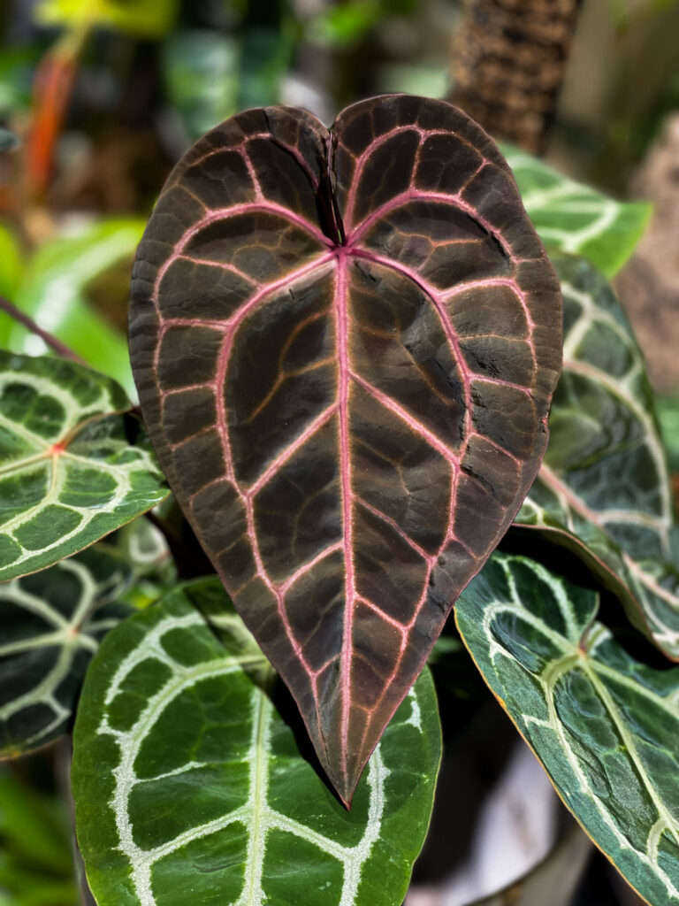 F2 Red Crystallinum