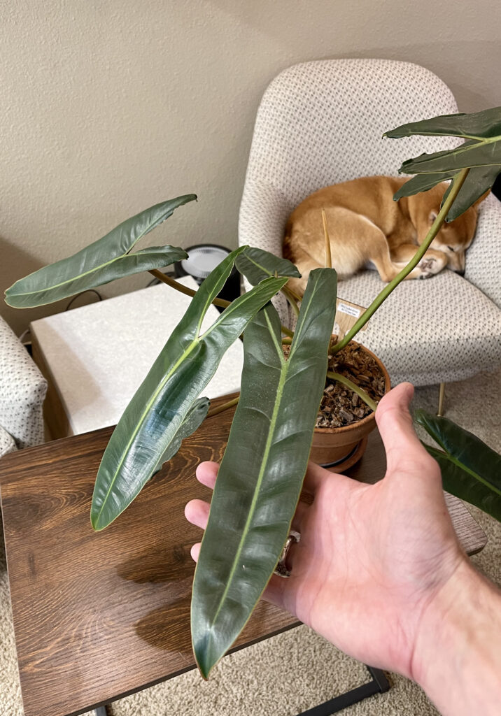 Philodendron Billietiae