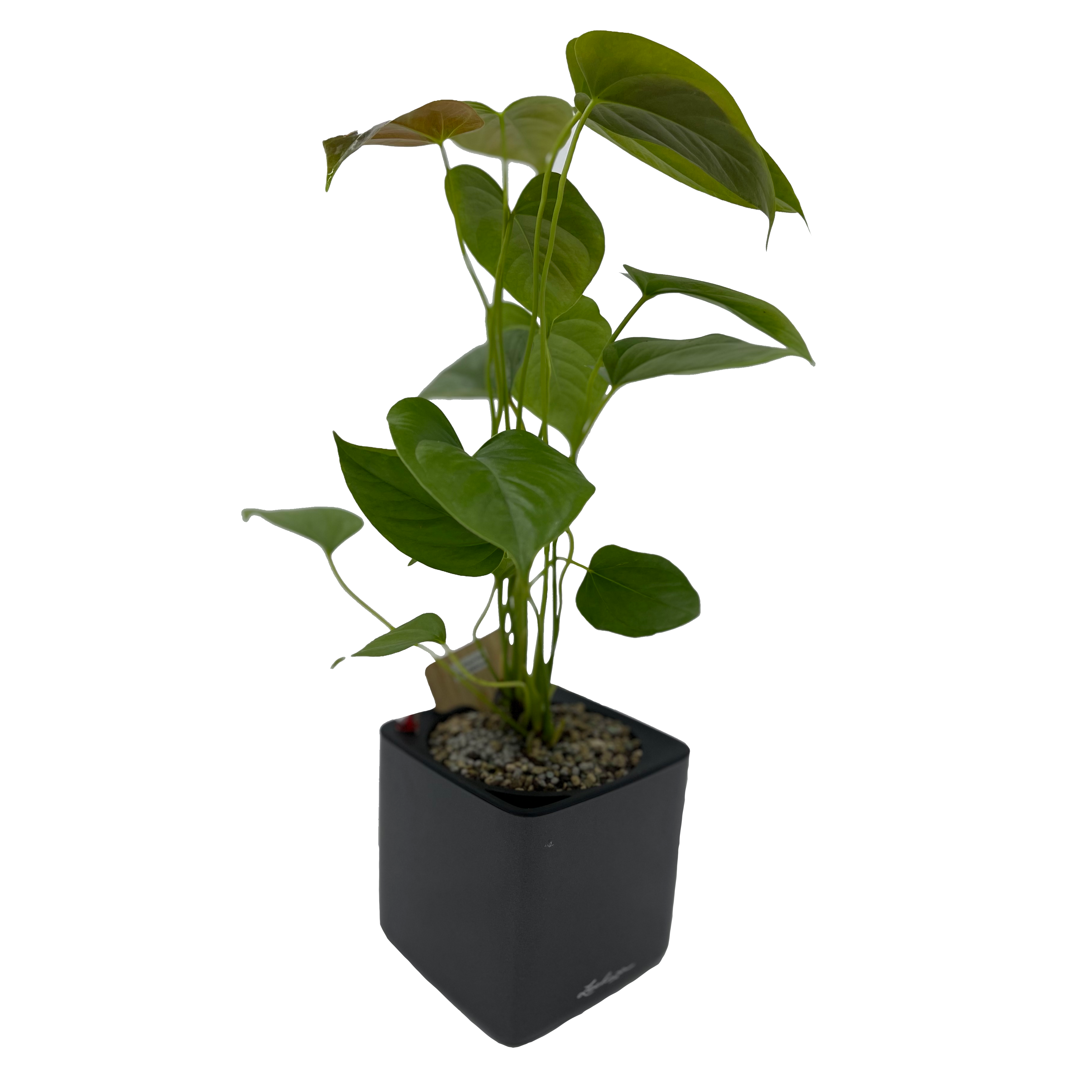 Anthurium Moodeanum