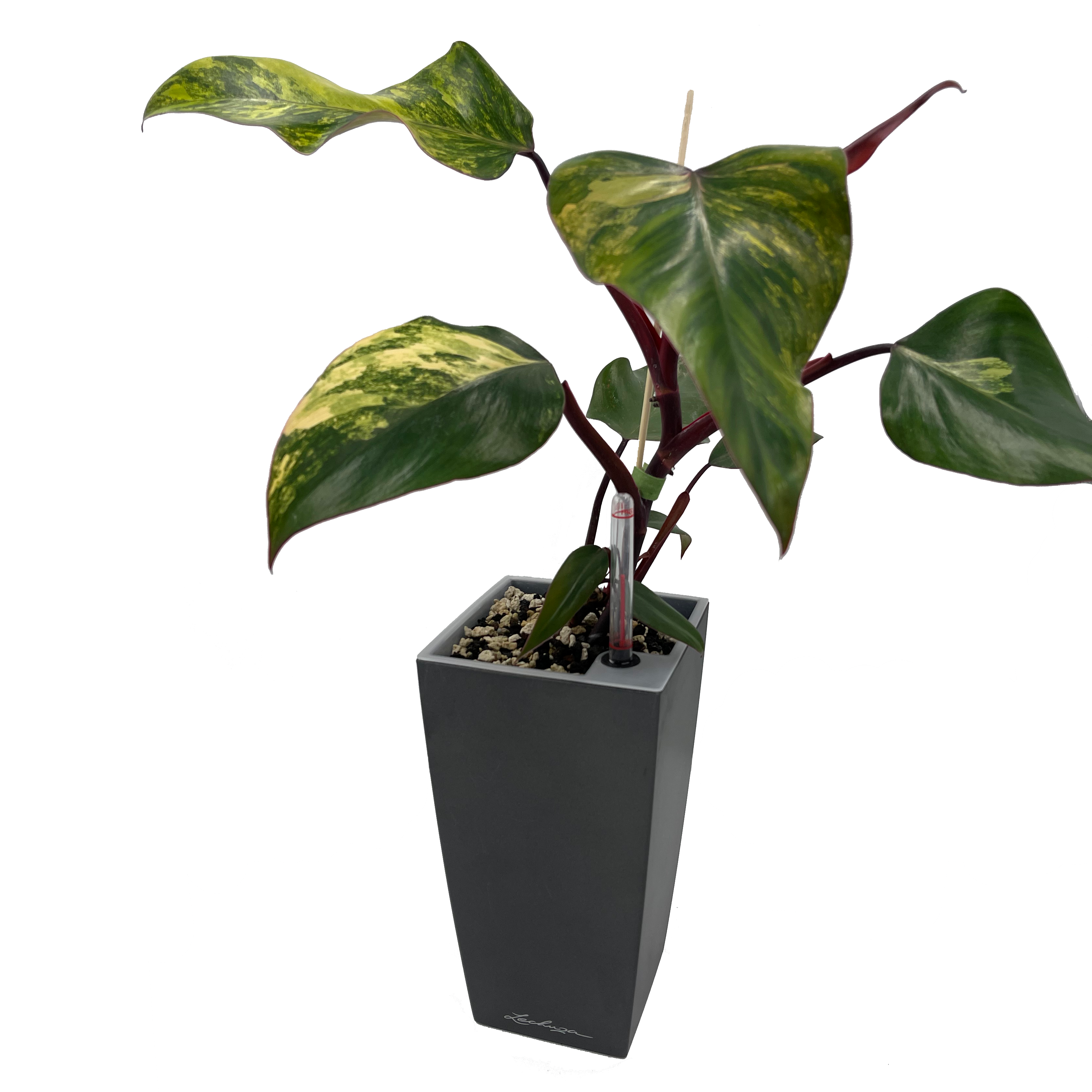 Philodendron Strawberry Shake